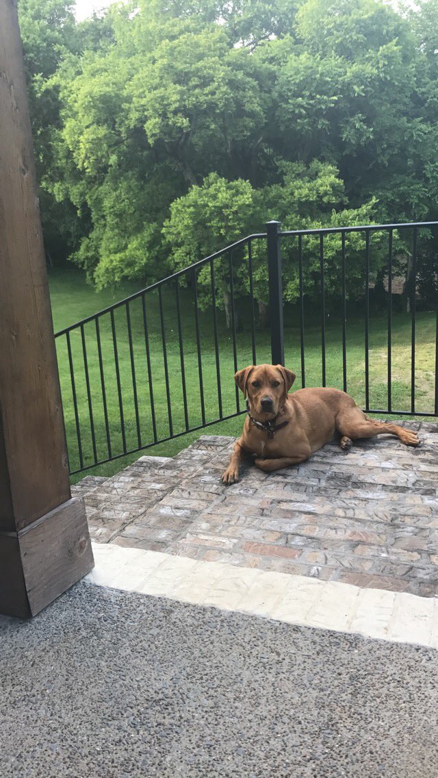 CT_Powell's tweet photo. Pick Peyton #PredsPup !! https://t.co/MEJK8wfTsx