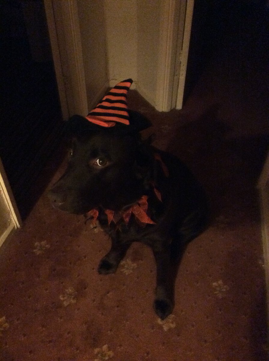 Helen604338841's tweet photo. 🐶🎃 https://t.co/ExjNQ9Y8AY