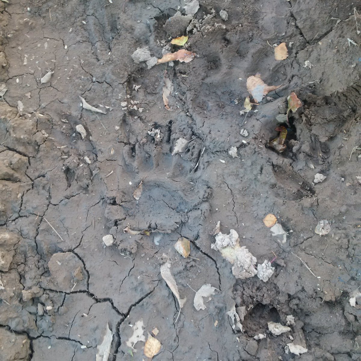 weirc's tweet photo. Bear paw  🏃 https://t.co/Vzc9A48V2S