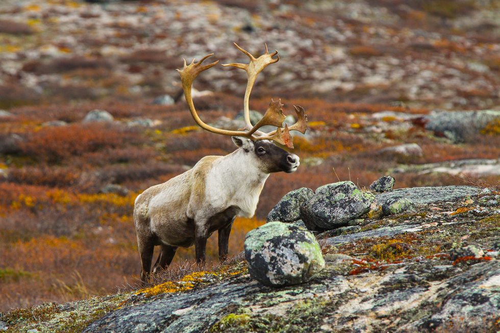 WCSNewsroom's tweet photo. Cooking #Caribou in the Northern Yukon Territory | Michele Genest for @New_Worlder https://t.co/2V5SlnUBNN #foodie #conservation @JulieKunen https://t.co/Fyu0VWgIpS