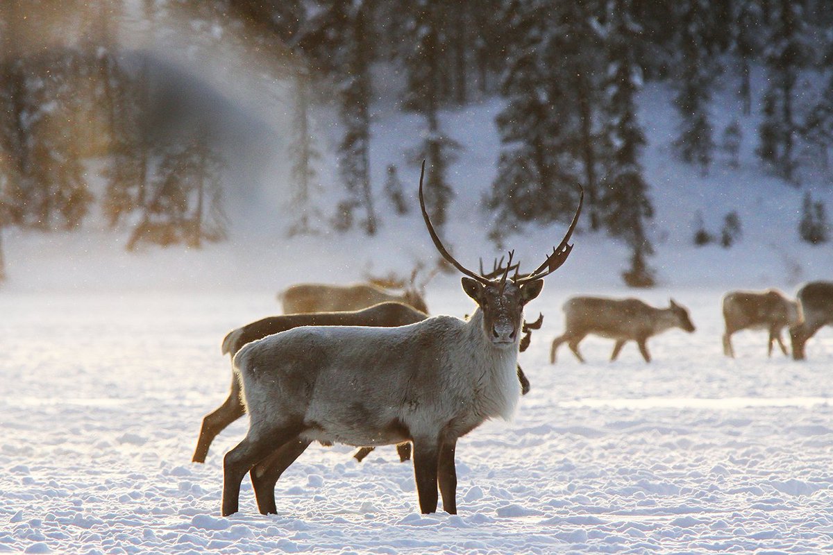 WCSNewsroom's tweet photo. Cooking #Caribou in the Northern Yukon Territory | Michele Genest for @New_Worlder https://t.co/2V5SlnUBNN #foodie #conservation @JulieKunen https://t.co/Fyu0VWgIpS