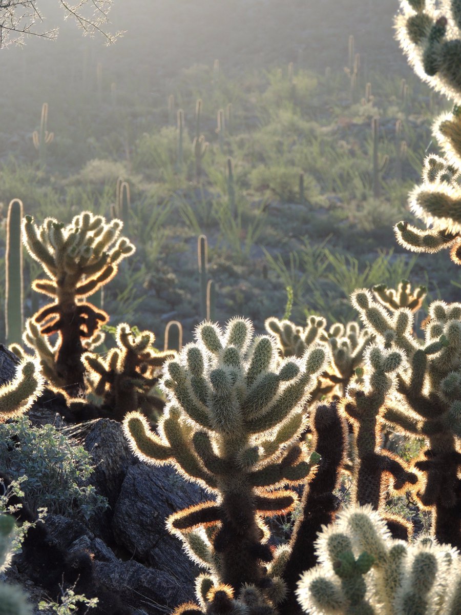 SaguaroNPS's tweet photo. Nothing motivates you more to focus than maneuvering through a cholla forest... 😱#MondayMotivation #BioTechProblems #DesertDanger https://t.co/t2Xcydb225