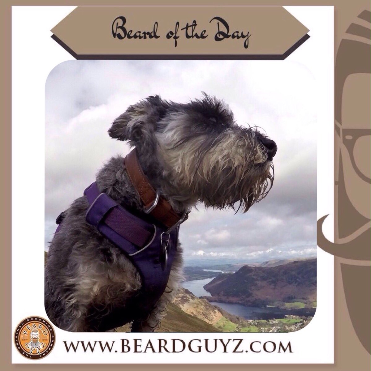 glockyk9's tweet photo. Beard of the day Alfred the dog #bearded @RuffWear_UK #beardgoals #beardshades #beardlegends #beardguyz #notjustlakes #botd @BeardGuyz https://t.co/tCi7nDATMK