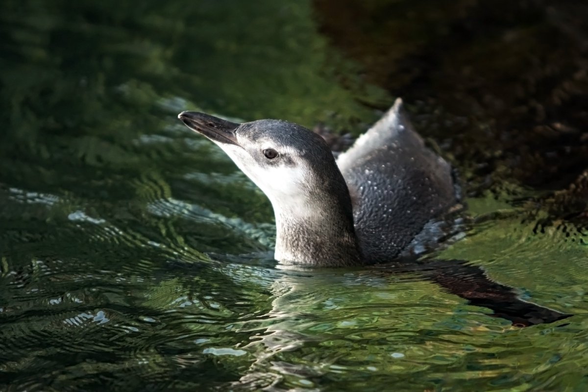 Our baby penguin has grown up so fast but he still needs a name! Submit your suggestions by adopting him ---> bit.ly/adoptchick