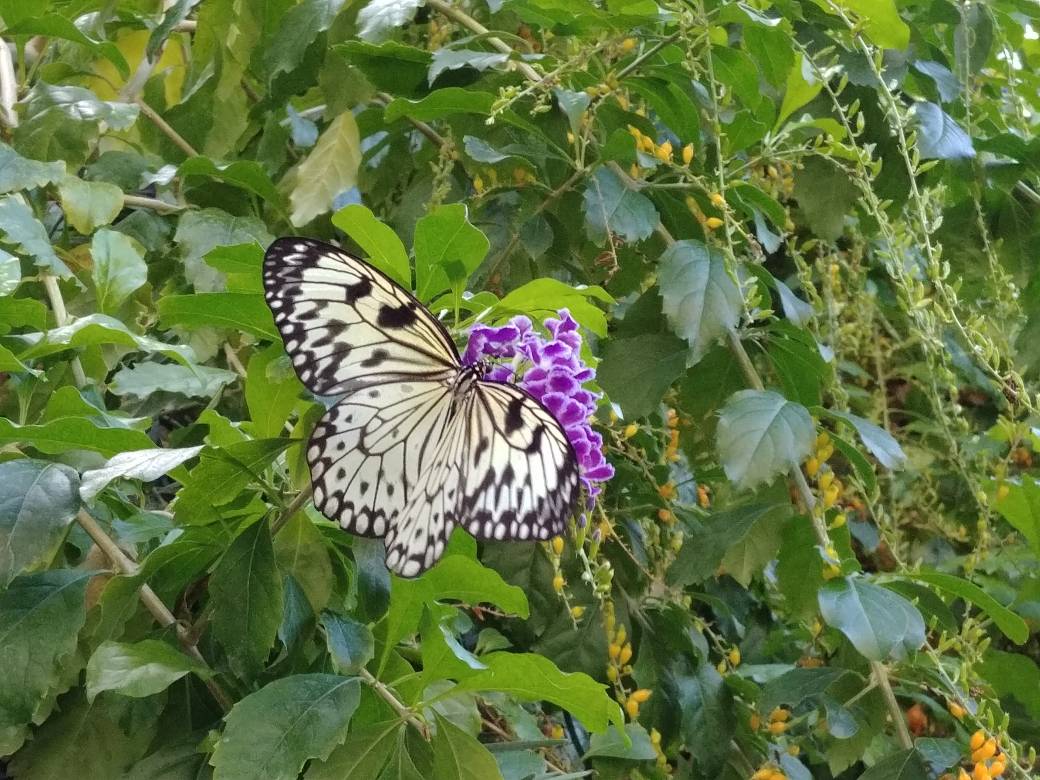 DFW_Explorer's tweet photo. The State Fair of Texas may be over, but Fair Park is open year round! It's a beautiful day for a butterfly hunt at Texas Discovery Gardens https://t.co/cOCY1OBQDL