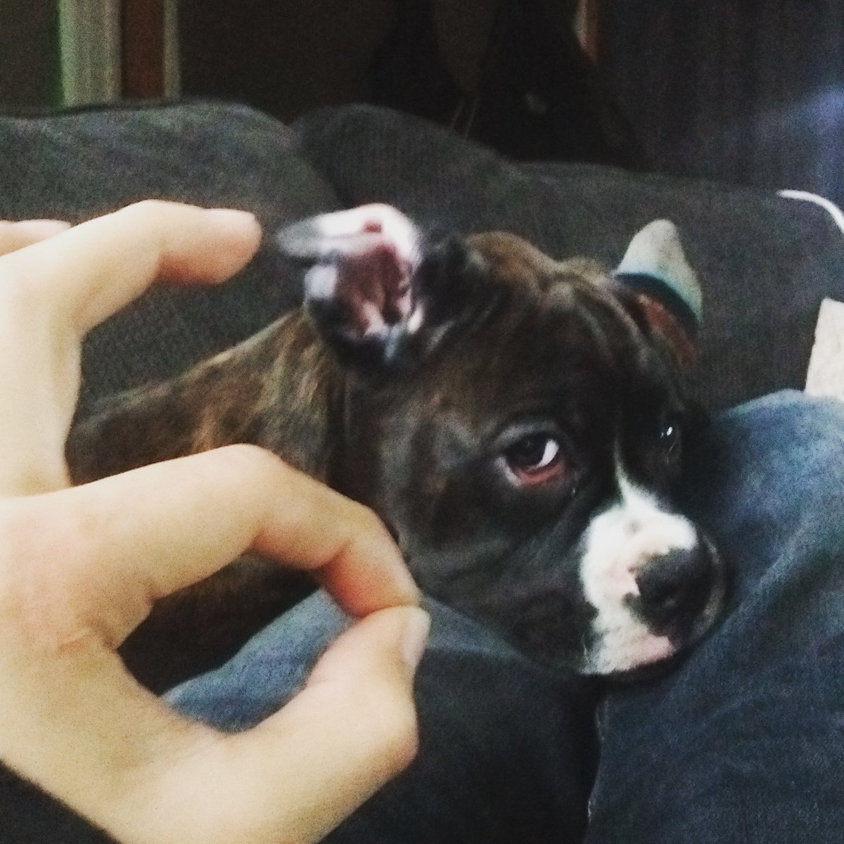 BlowesTyler's tweet photo. Unimpressed #hound #TheGame https://t.co/oXYwYDYqL0