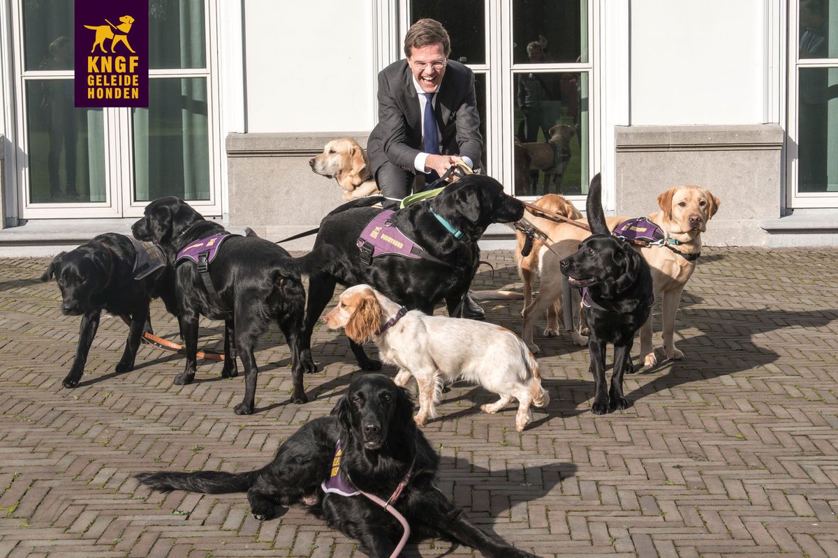 Premier Rutte schijnt al druk aan het oefenen te zijn voor de bordes foto van a.s. donderdag 😉 <a href="/KNGFGeleidehond/">KNGF Geleidehonden</a>