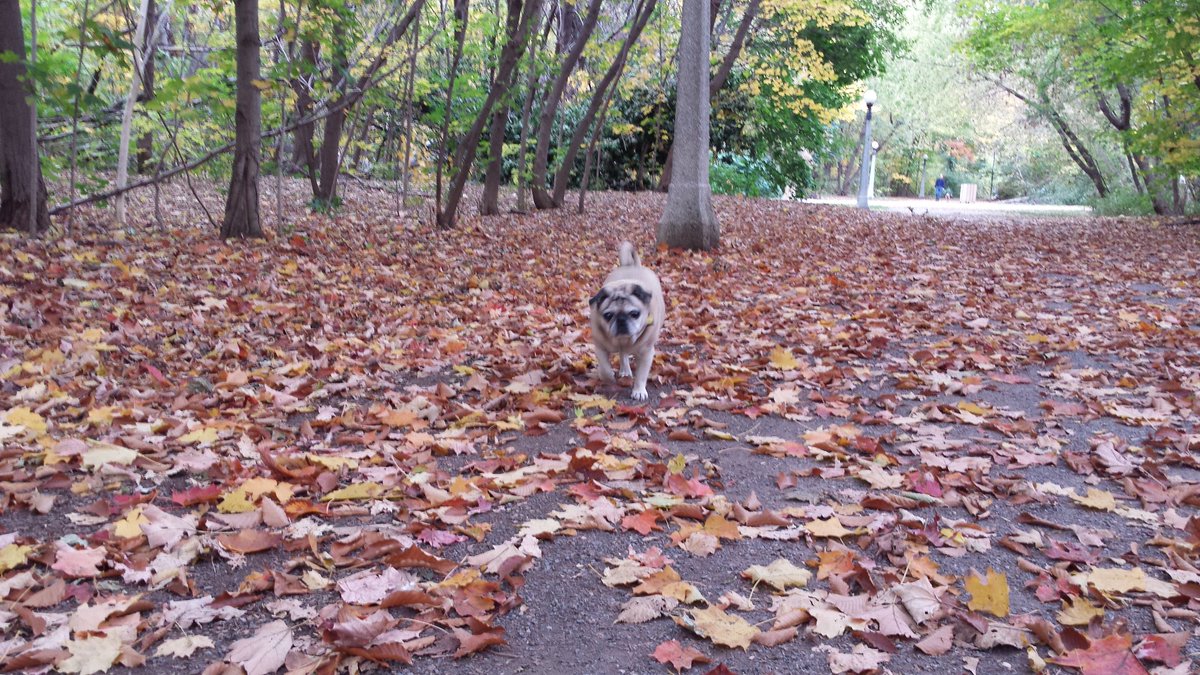 Kis_Lisa's tweet photo. I promised the #pugs a trip to the park today. #Gnarly #pugcation #staycation https://t.co/qjJtYWc5vZ