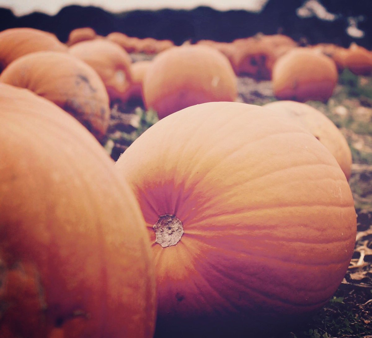 #pumpkinpatch