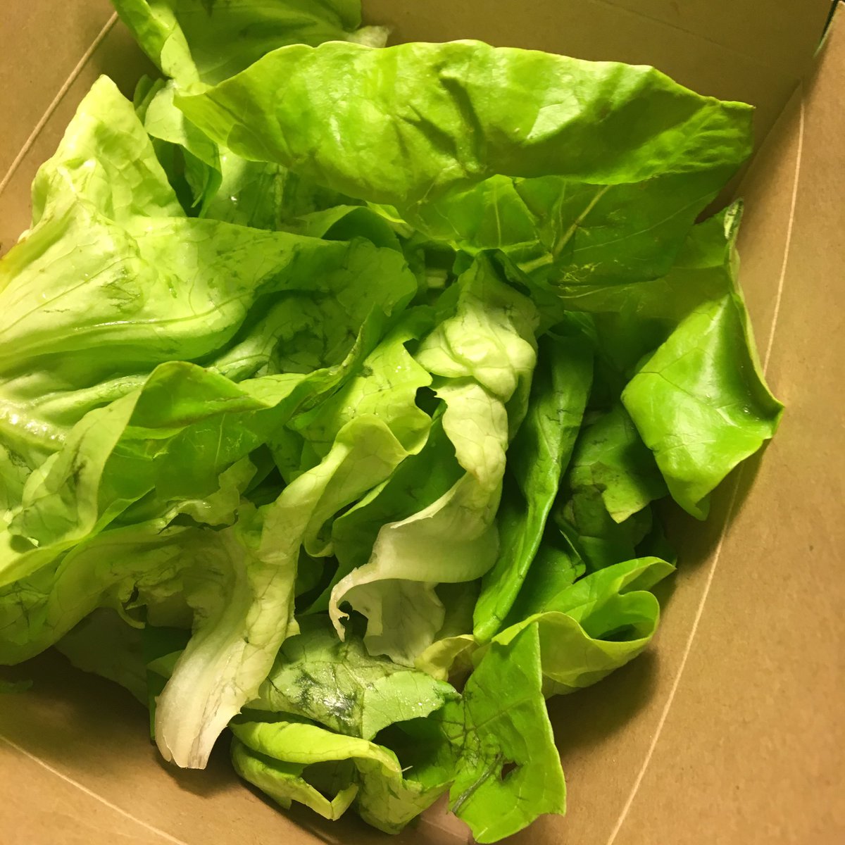 jwickChef's tweet photo. @ChickenShop what a load of crap this is for £5.50?? Just plain butter lettuce!!! Bruised and shite! What a joke! 😖 https://t.co/SKIPDe62ux