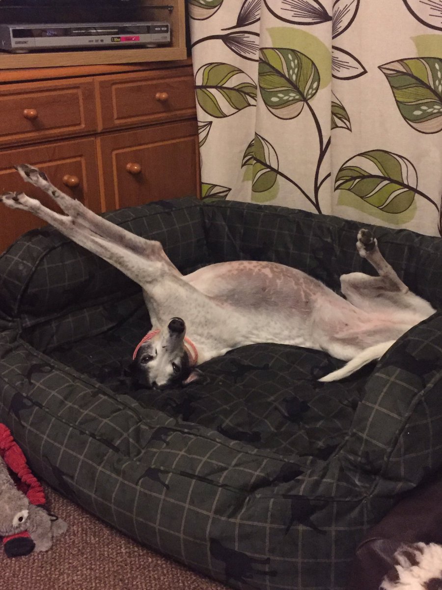 MissStarhound's tweet photo. Having a nice roach in the orvis bed.@OrvisDogs @OrvisUK #roaching #memoryfoambed https://t.co/rgs4MUcFwI