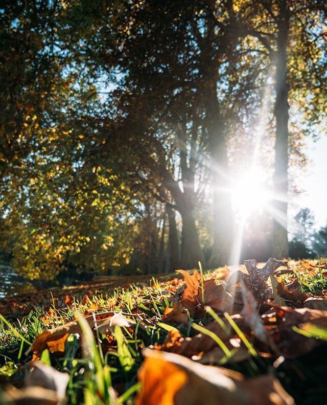 CFontainebleau's tweet photo. Nos visiteurs ont du talent 📸

Merci à @Raphaelmelloul pour ces photos qui invitent à une promenade automnale dans les jardins du château !🍂 https://t.co/xtAoUQrtnz