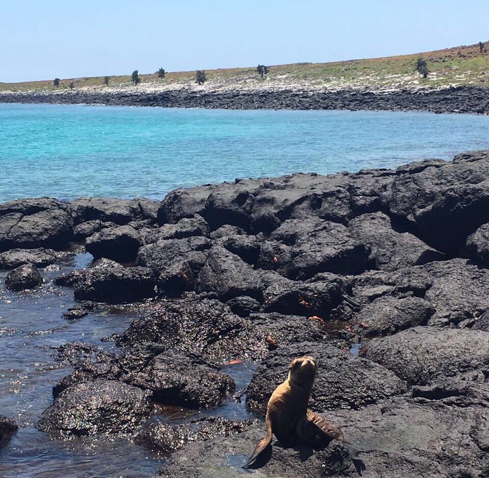minturgalapagos's tweet photo. [Destacado] #Galápagos protagoniza libro sobre anécdotas. Vía @eluniversocom.Leer más 👉 https://t.co/eYeHaRUu2X https://t.co/kBgrc4f46Y