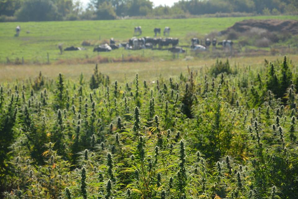 VTCannabisNews's tweet image. CBD Products to be Taxed by the State of Vermont vermontcannabisnews.com/cbd-products-t… #VT #CBD #cannabidiol #hemp #taxes