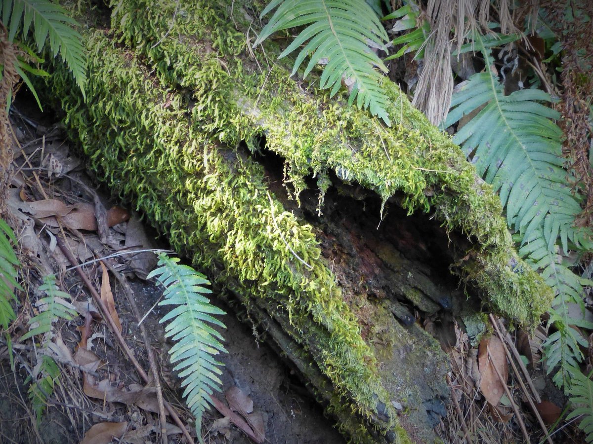 Pennytrvlwriter's tweet photo. Find the small things in #nature on your next bush #walk- #NationalPark @Queensland #southerndowns @TheTrvl_Writers https://t.co/YmFxHPkKz7