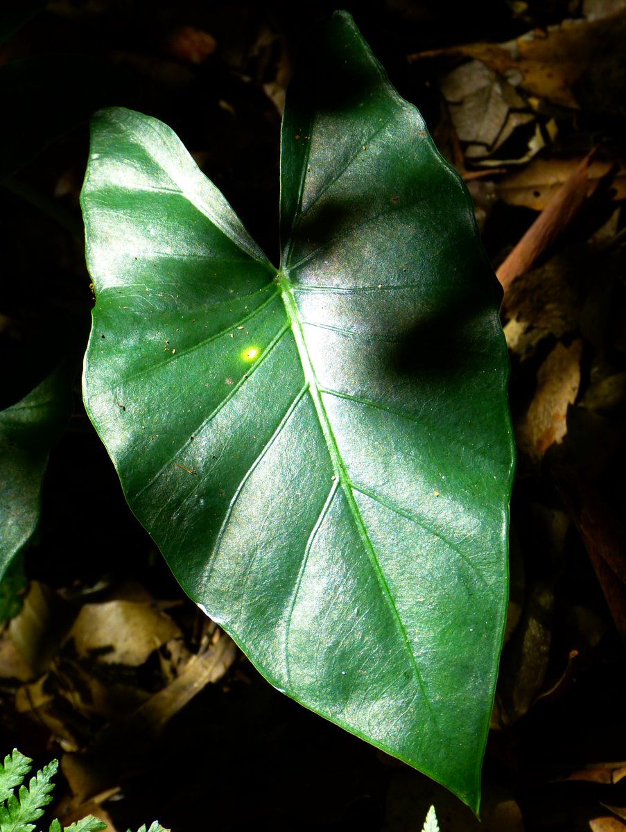 Pennytrvlwriter's tweet photo. Find the small things in #nature on your next bush #walk- #NationalPark @Queensland #southerndowns @TheTrvl_Writers https://t.co/YmFxHPkKz7