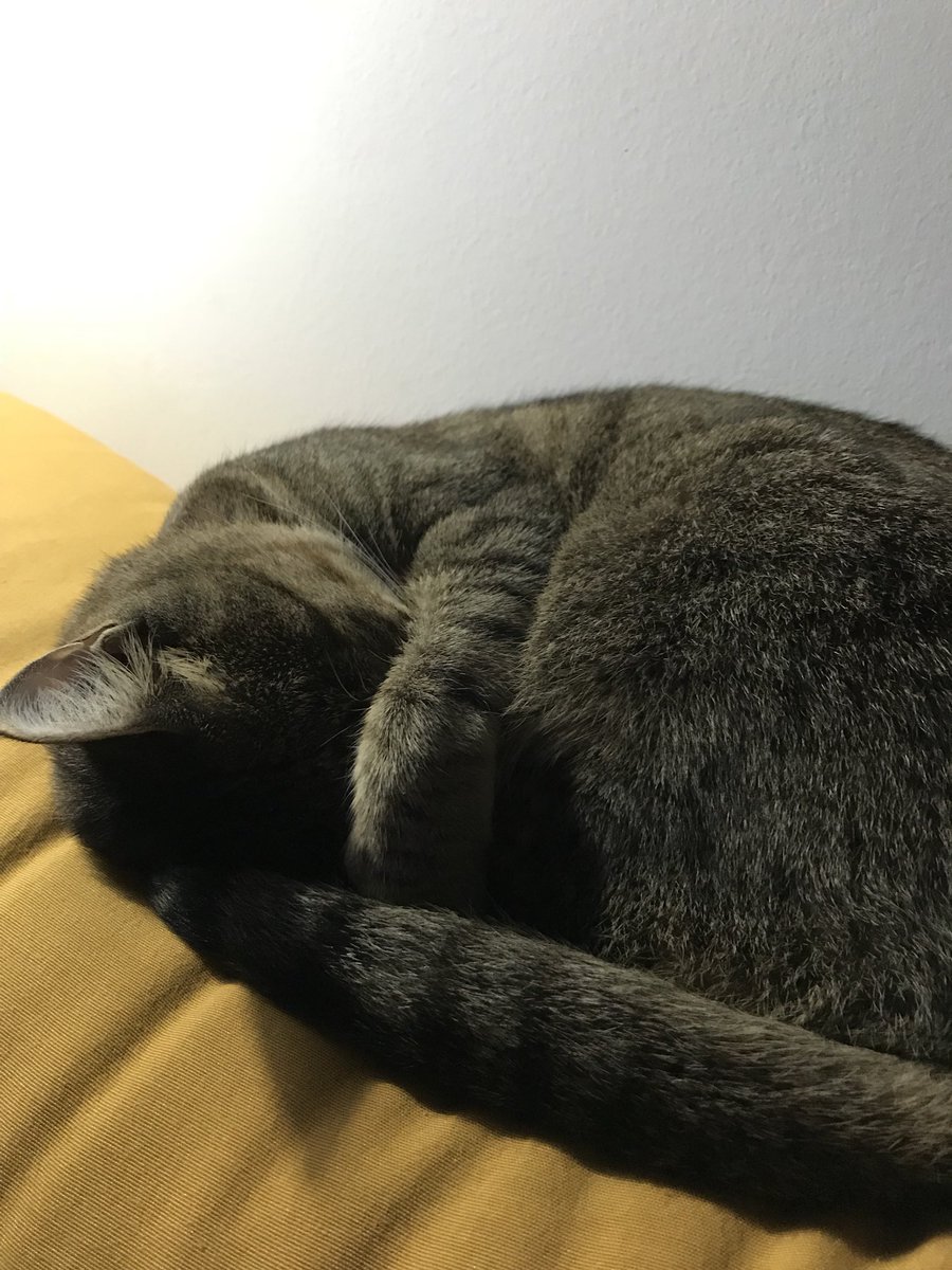 #OTGala0 los desafines no los aguanta ni mi gata