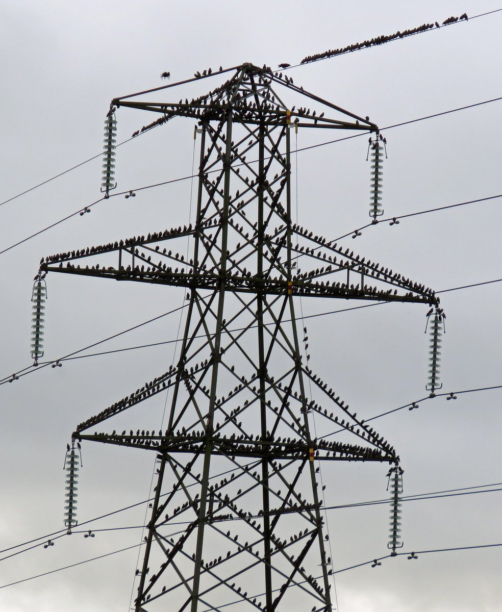 jcurtisart's tweet photo. A #Starling encrusted Pylon this afternoon
@pylonofthemonth https://t.co/K3laSA689z