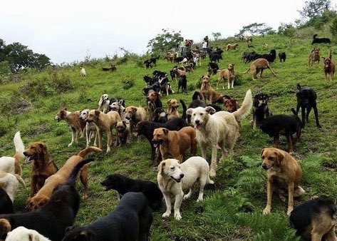 GermanGarmendia's tweet photo. Si nos vamos a algún lugar después de morir, espero que sea un lugar así! ❤️🐾 https://t.co/F2oleNWQeS