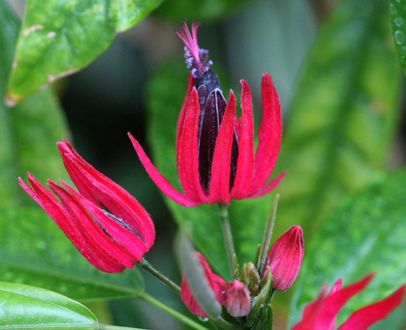 Ascension Blue Ascensionblue Twitter