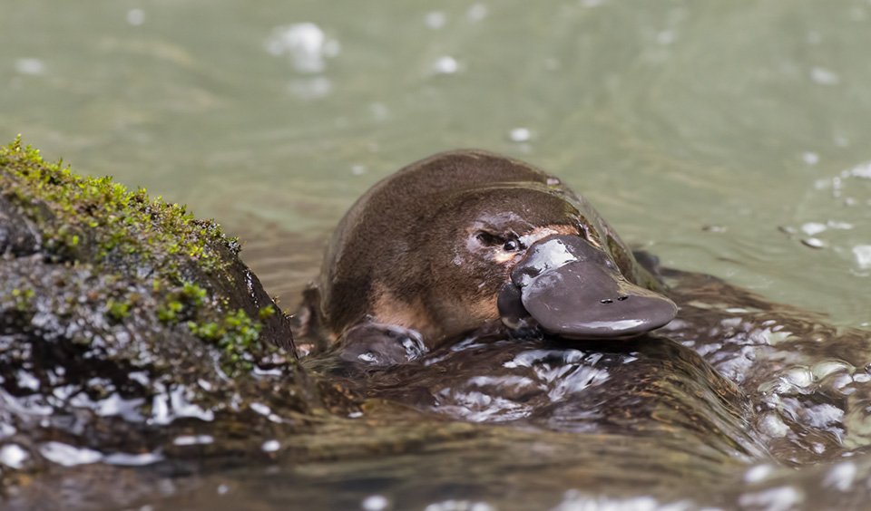 ausgeo's tweet image. Rare photos of a juvenile platypus: goo.gl/pnXuw7