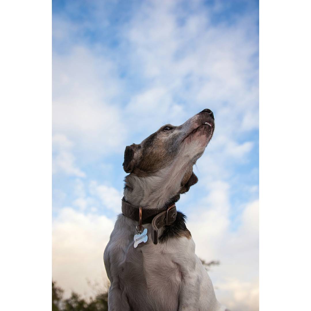 chris_sinfield's tweet photo. Is it a plane!?
#petphotographer #surrey #dogsoftwitter
https://t.co/AMEwACRgsR https://t.co/PSKX6E5yAS
