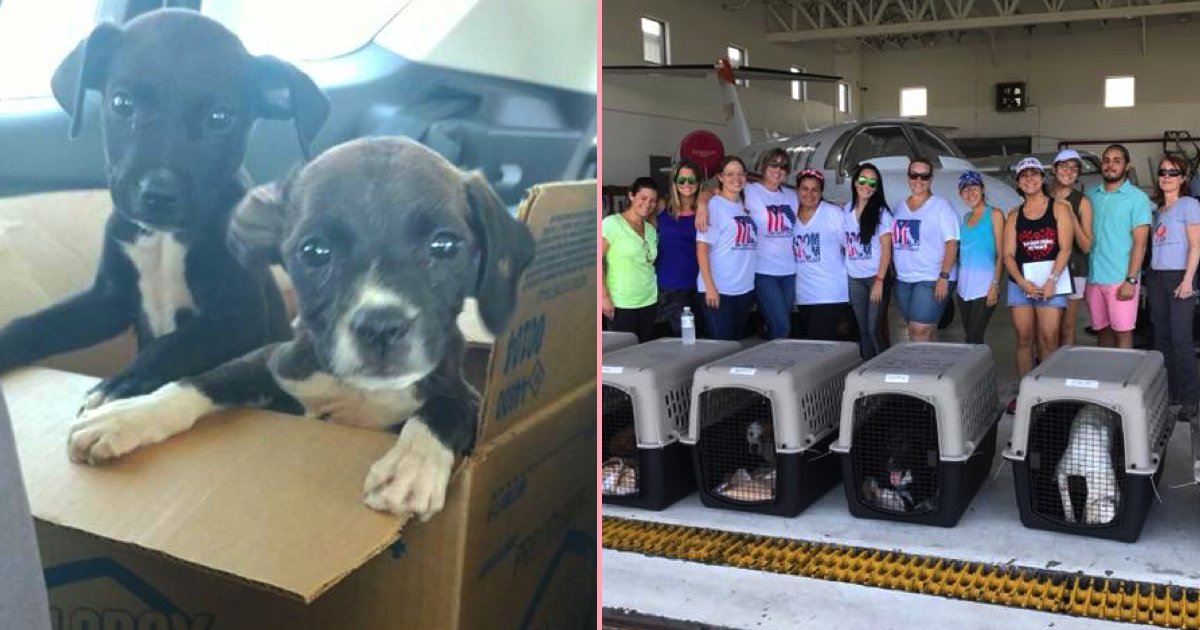 someecards's tweet photo. These dogs were rescued from Puerto Rico and are now available for adoption. No, you're crying. https://t.co/5GrAwJCiiK https://t.co/d4RwjhMB7R