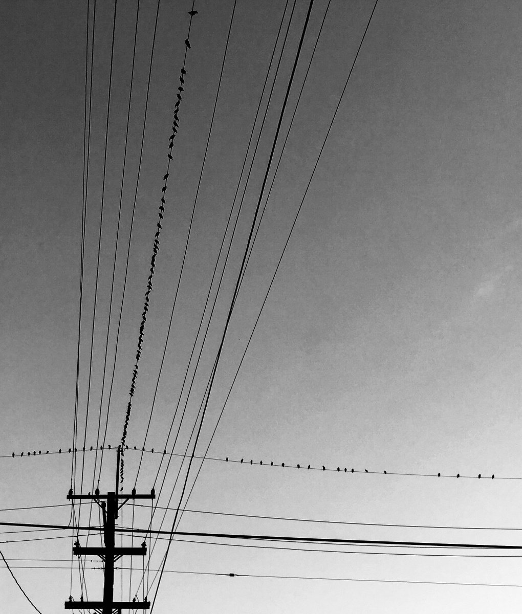 fryandpie's tweet photo. #LongLines at the #TakeOutWindow @fryandpie @HiHoNola 🤣😉 #FeelingAllHitchcockOverHere #TheBirds Open 6 Nights A Week Delivery via @Waitrapp https://t.co/PKAZMg0rWK