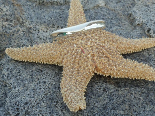 wavecollection1 tweet picture
