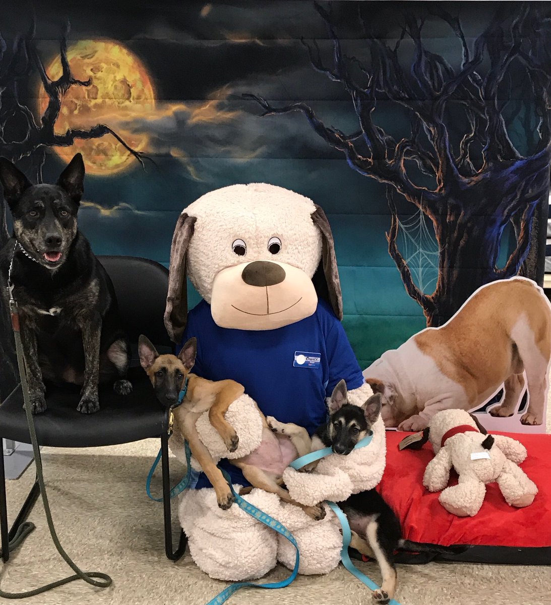 petsmart2069's tweet photo. #PetSmartEvents #Halloween2017 https://t.co/7gRdkM6mR6