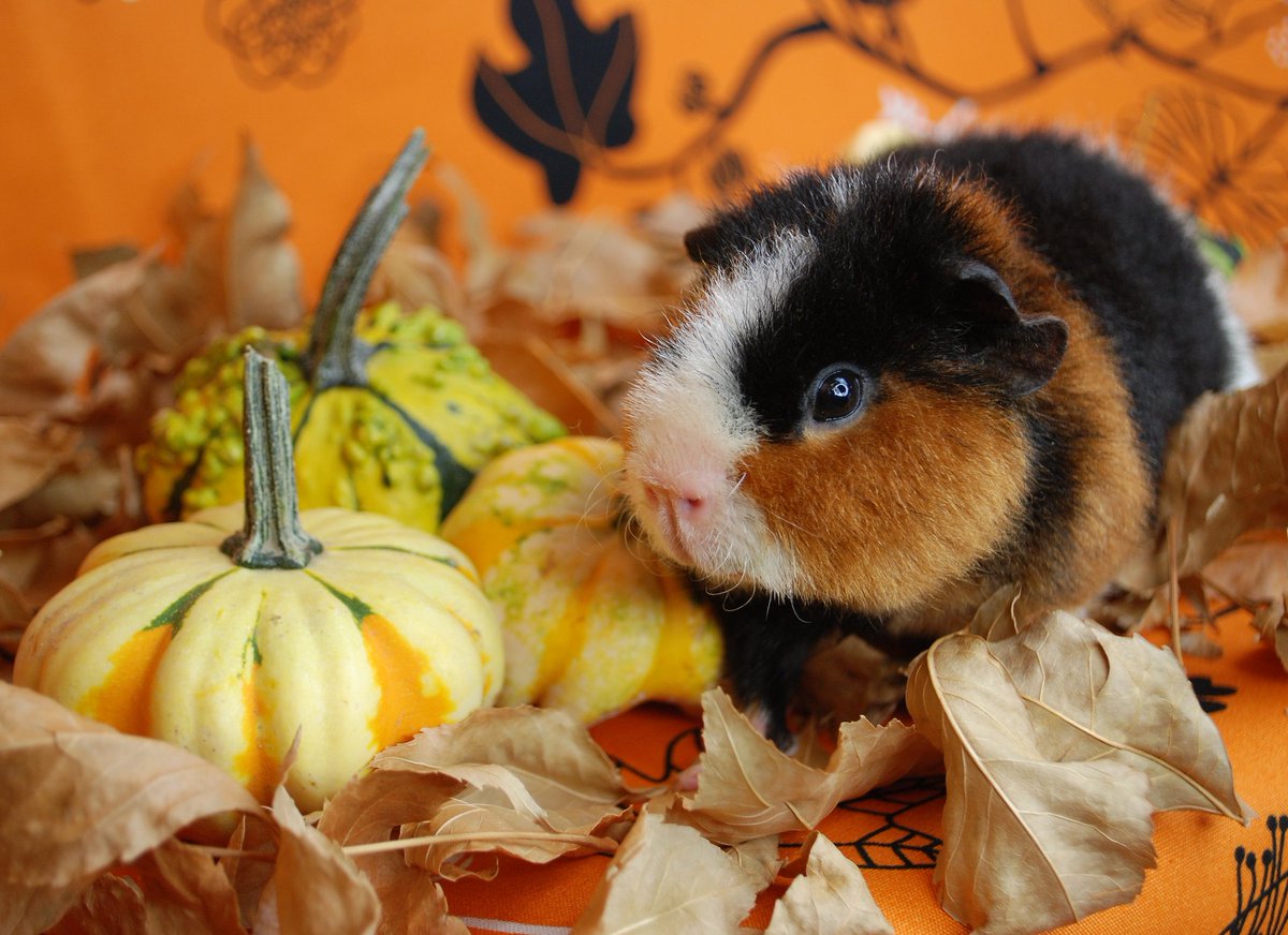 EclipseCritters's tweet photo. Oliver: So, I guess this means it's fall? #guineapig #fall #pets #adorable https://t.co/knE5Hax3vV