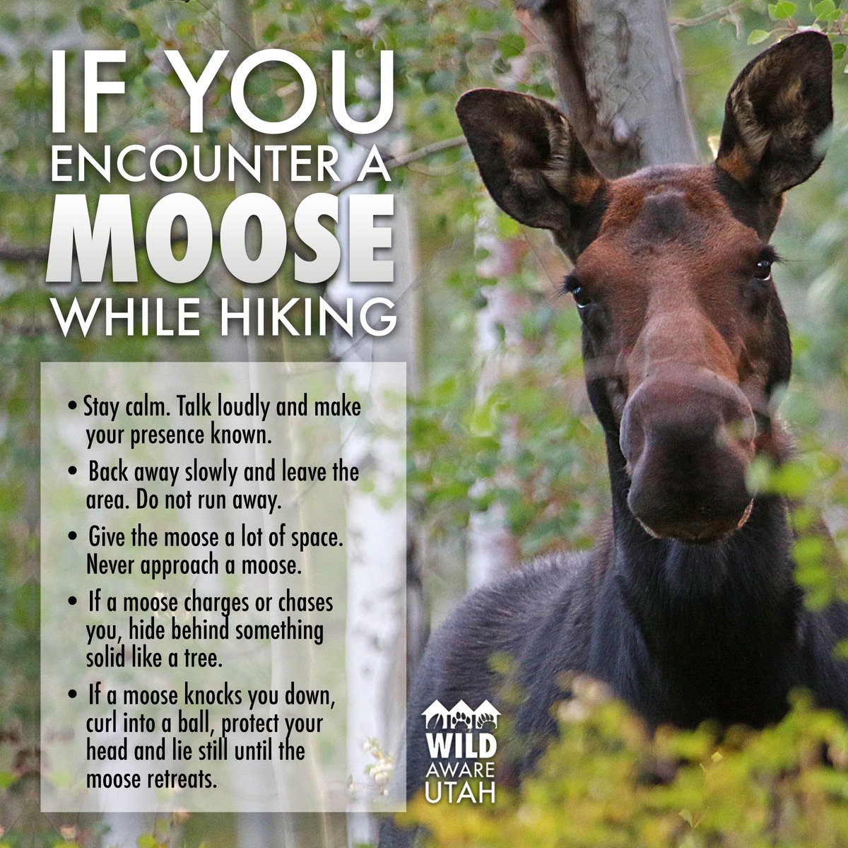 What to Do If You Encounter a Moose Hiking: Stay Safe and Calm