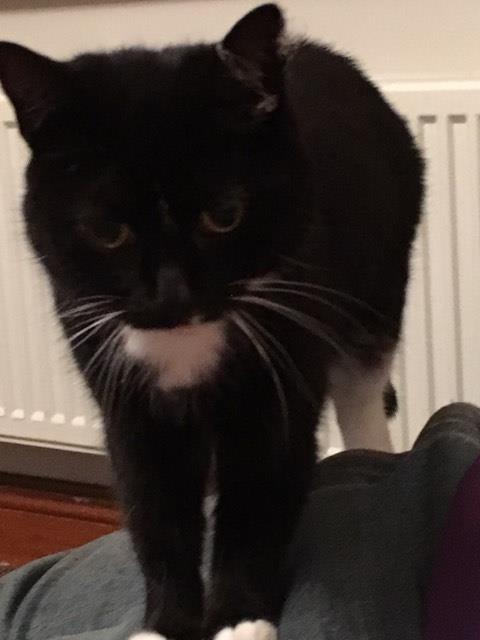 NicholaTonks's tweet photo. My cat has decided that this Halloween she's dressing up as Miss Havisham..
#CobwebCat #AcademicsWithCats https://t.co/3SgbWqIdlc