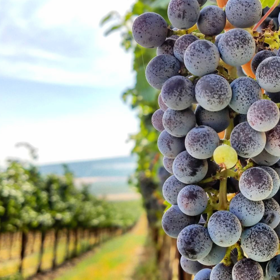 Wa_State_Wine's tweet photo. New to Columbia Valley Wine? @WineFolly takes a closer look at Washington State's largest wine region. https://t.co/E46vDFpqSr #WaWine https://t.co/edpufNIEW5