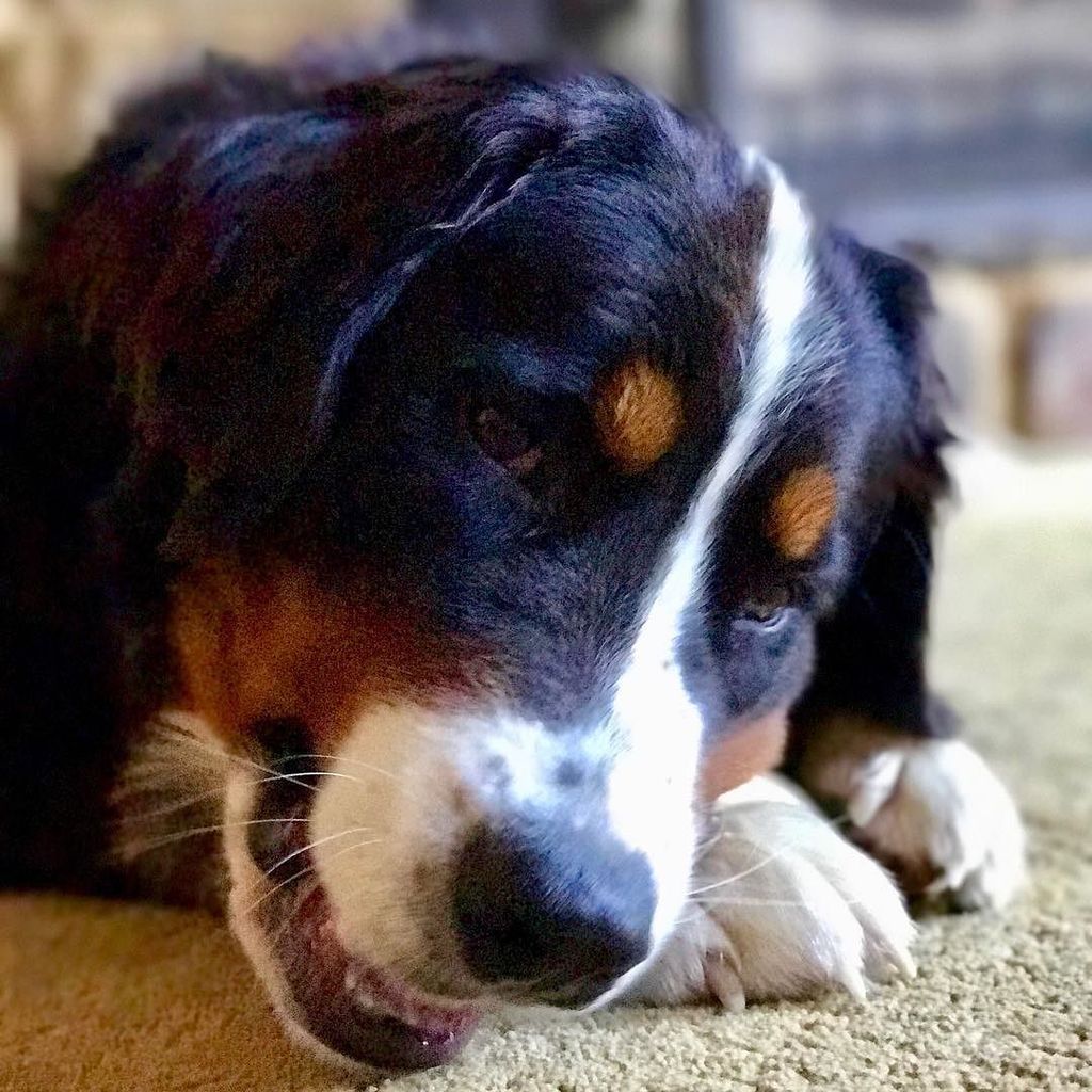 DakotaTheBerner's tweet photo. Mom gave me a new bone... I’m good for the next few hours! 🐶👅😄🍪🍖 #Berner #dogwithbone #bmd https://t.co/7hP9idoA3X https://t.co/eXnZxDgNLW