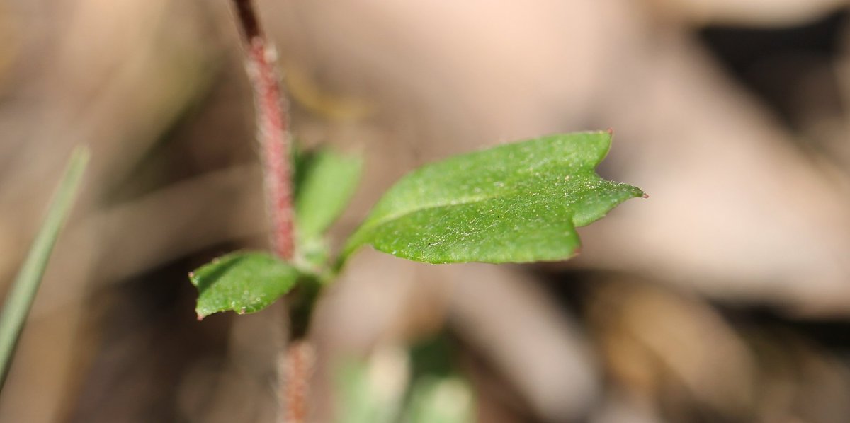 CharlotteSimyo's tweet photo. Cute little leaves of Xanthosia tridentata! #spring #KuringaiNP #natives #bushwalk #ozplants #ozflora #ausflora #botany #nationalparks https://t.co/CQP59p5HJd