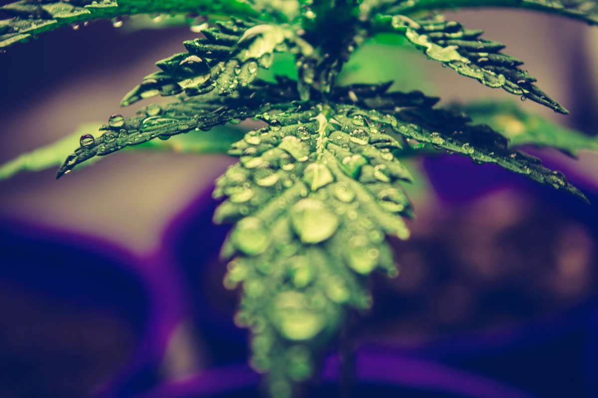 cannabisly's tweet photo. Thanks to Esteban Lopez for making this photo available freely on @unsplash https://t.co/LakhV0VBHN https://t.co/zs2DwdfUwE