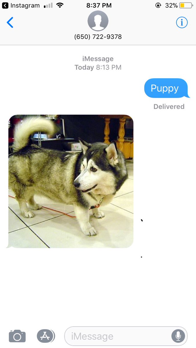 ArielSummerr's tweet photo. So apparently this is a number of a pledge at UCLA and if you text it puppy he has to send you a pic of a puppy. https://t.co/jlbK6mtwqL