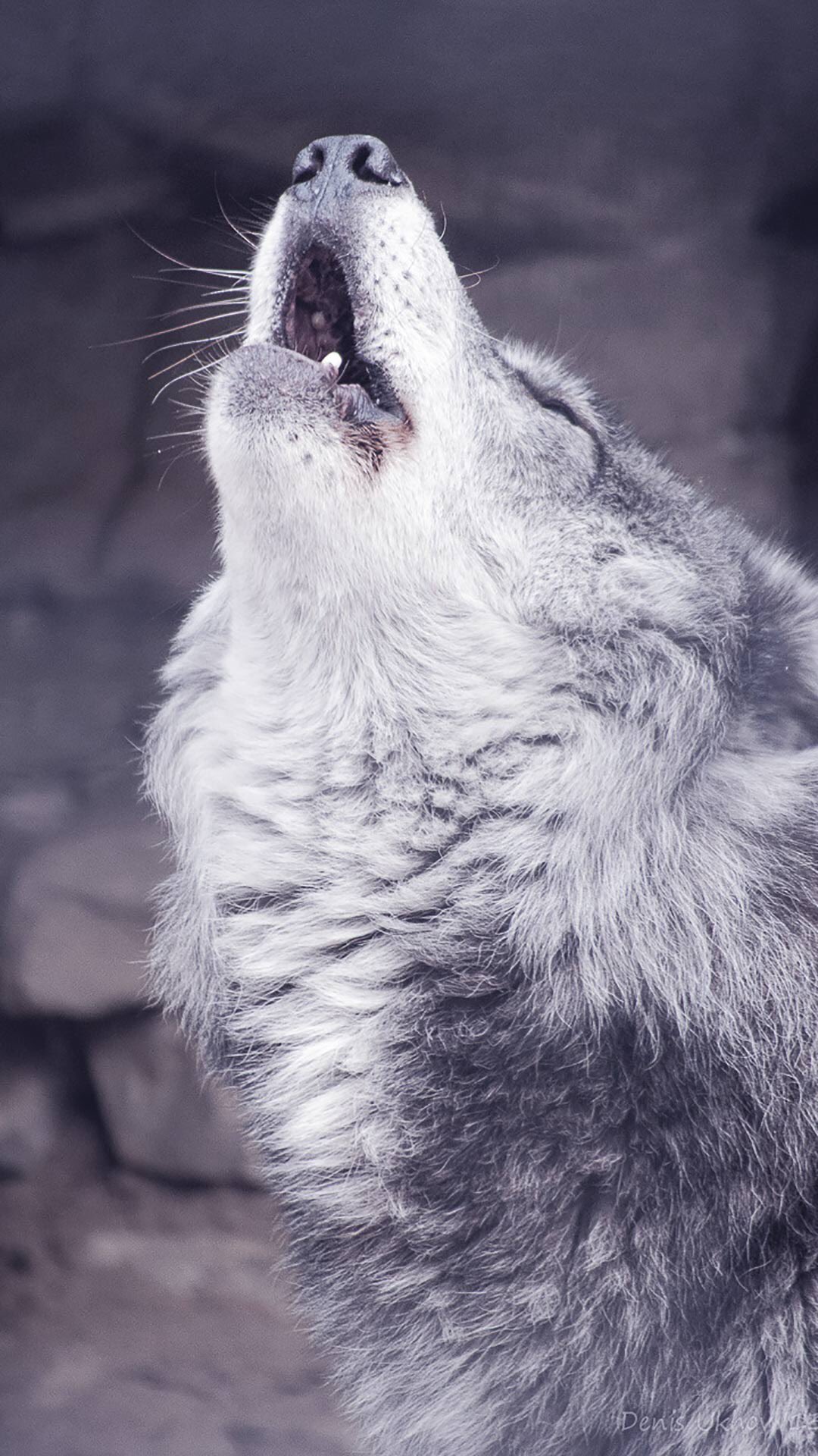 Волк который поет. Волк поет картинка для детей. Волк который поет. Кот с электрогитарой. Волк с гитарой.