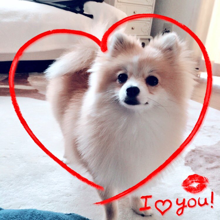 Ange_33333's tweet photo. ベストショット📷💕
飼い主はまたもや風邪です😷
辛いけど君が癒し👌

#ポメラニアン #愛犬 #可愛い #癒し #犬好きさんと繋がりたい https://t.co/koFzQQ5EJt
