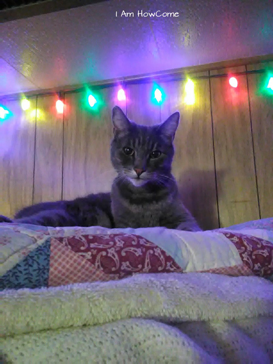 HowCome2017's tweet image. My cat HowCome from California