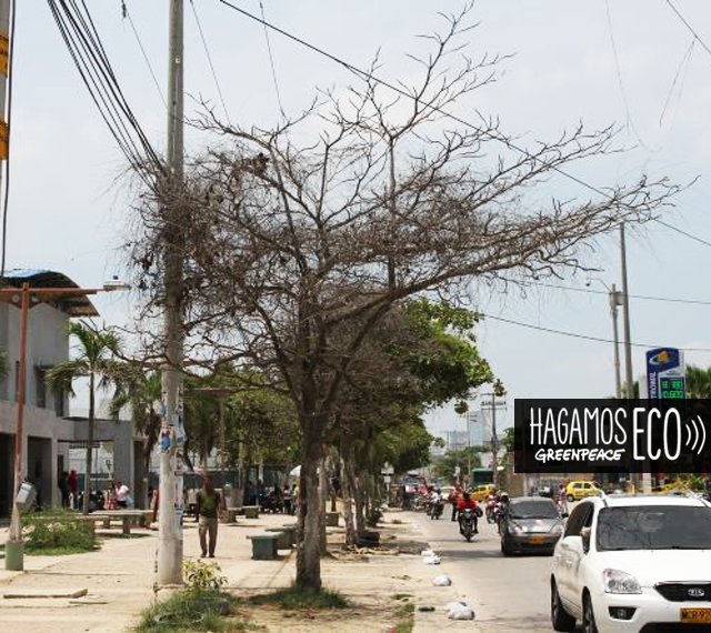 Un parásito amenaza los árboles de #Colombia. Ayuda a resolver este problema desde #Apptivista la App de Greenpeace 📲apptivista.greenpeace.org.ar/cards/2082
