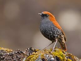 deadathome's tweet photo. Gould’s Shortwing.  Hot af. https://t.co/dJn2tfTUy8 https://t.co/6d3i6LLYq7