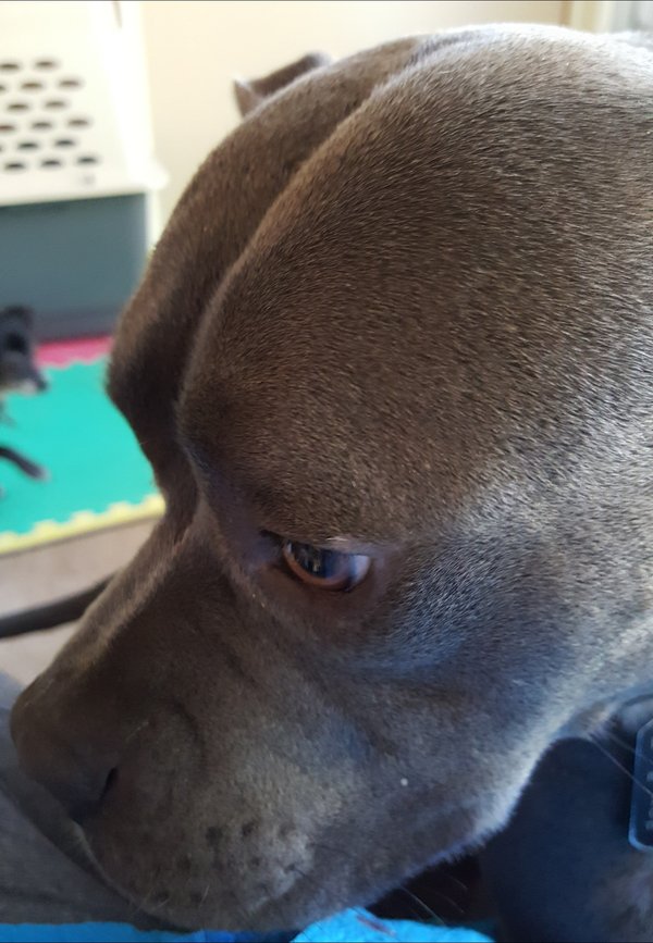 AdoptMeModesto's tweet photo. Adoptable #dog #Queenie_STSLCA_01 My gorgeous profile - #ArabianHorse or #RomanLady? https://t.co/AqLrbMkvFo https://t.co/e8qZOZ1X4f