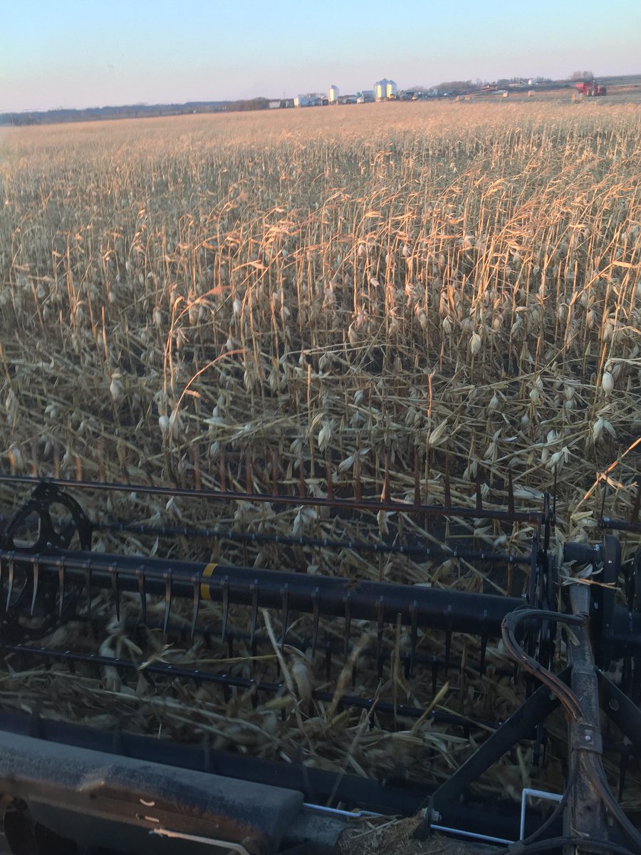darbyhockey1979's tweet photo. I always wanted a 40' corn head🙄 #fuckingwind https://t.co/kwUqZawUxH