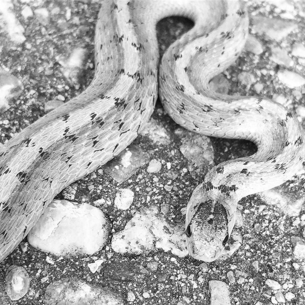 🐍 take 2 ift.tt/2yIobKg