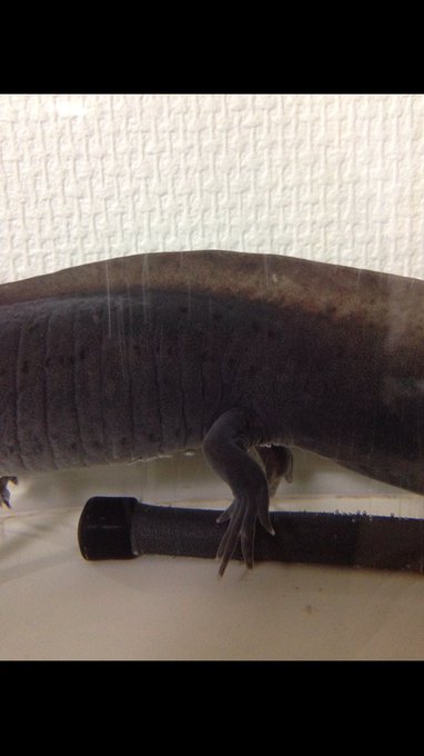 ウーパールーパーのオスメスの見分け方 見分けられるサイズは アクアハーミット