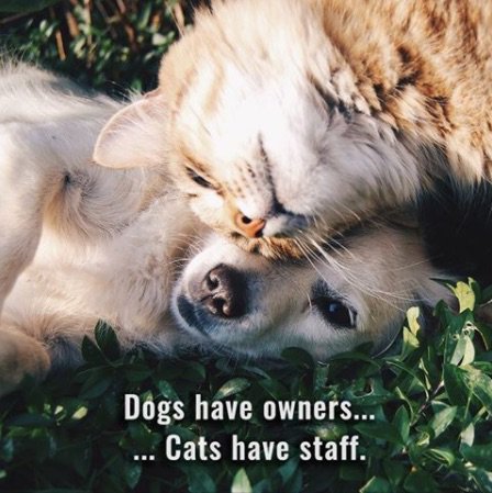 petcheckit's tweet photo. Do you agree? We love helping people to understand their animal’s different #behaviours and needs. https://t.co/9fo90dfnWu #dog #vet #pets https://t.co/4QfPBgeHC9
