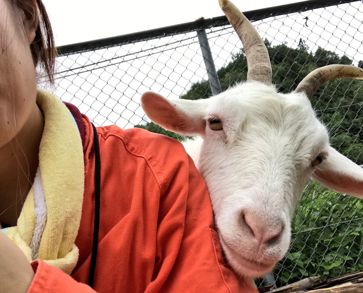 Yagi_summit_19's tweet photo. おはようございます！
ヤギサミットまであと12日🐐💕 https://t.co/JP4IGo2fJk