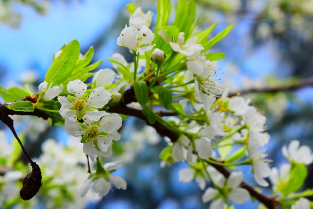 アルビオン Albion 公式 A Twitter おはようございます 今日の誕生花は セイヨウスモモ いわゆる プラム です 花言葉は 誠実な一生 実はサクラ属の一種だそう そう思うと グッと身近に感じてしまいます 艸 誕生花 花言葉